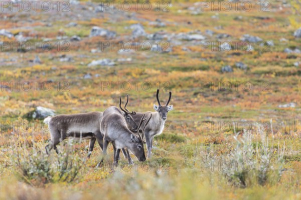 Reindeer herd at Abisko National Park in the colourful autumn of Lapland below Lapporten,