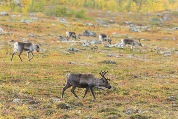 Reindeer herd at Abisko National Park in the colourful autumn of Lapland below Lapporten,