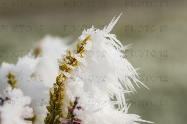 Ice crystals from roarfrost on a winter-flowering heather (Erica carnea) branch at sunshine in