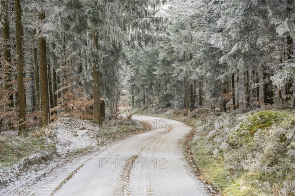Forest road going through a mixed forest white from roarfrost on a sunny day in winter, Bavaria,