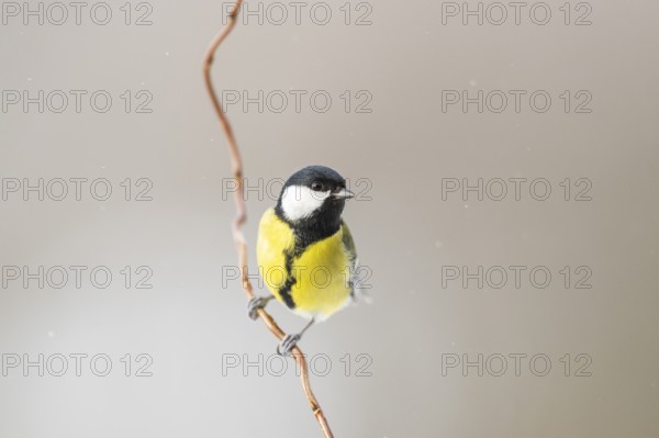 Great tit (Parus major) sitting on a branch, Bavaria, Germany