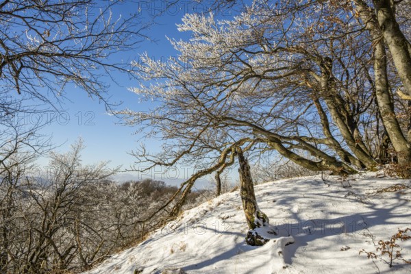 European beech (Fagus sylvatica) trees in a forest with hoarfrost on the branches in winter, Vápec,
