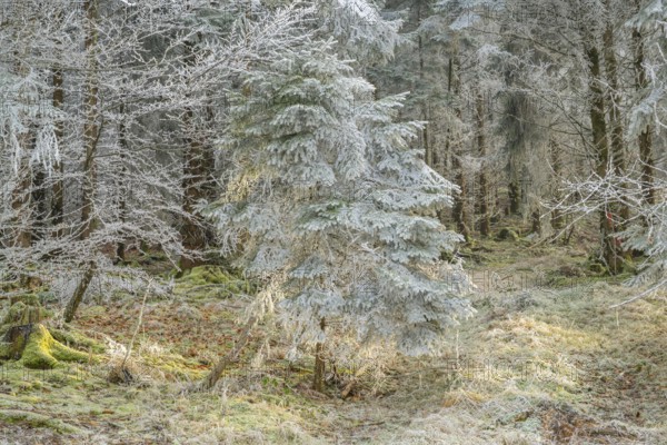 Mixed forest with norway spruce (Picea abies) and European beech (Fagus sylvatica) white from