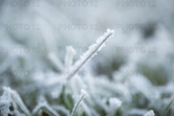 Ice crystals from roarfrost on grass blades in winter, Bavaria, Germany