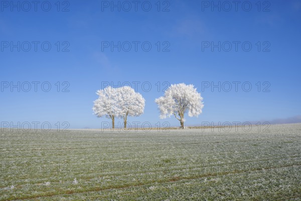 Silver lime trees (Tilia tomentosa) with hoarfrost on the branches standing on a meadow on a sunny