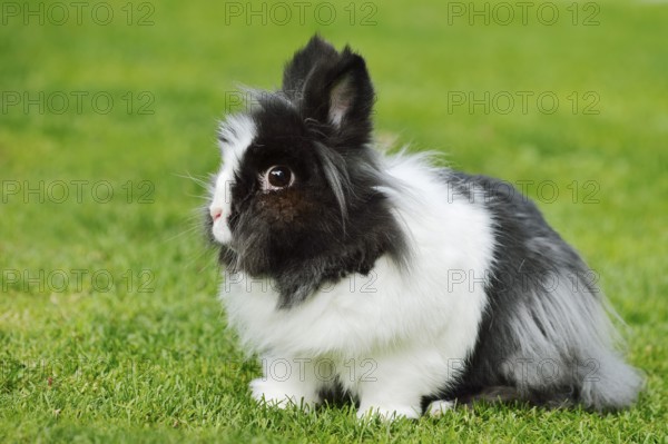 Lionhead rabbit (Oryctolagus cuniculus forma domestica) in a meadow, North Rhine-Westphalia,