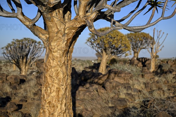 Quiver trees (Aloe dichotoma), quiver tree forest near Keetmanshoop, Karas Region, Namibia