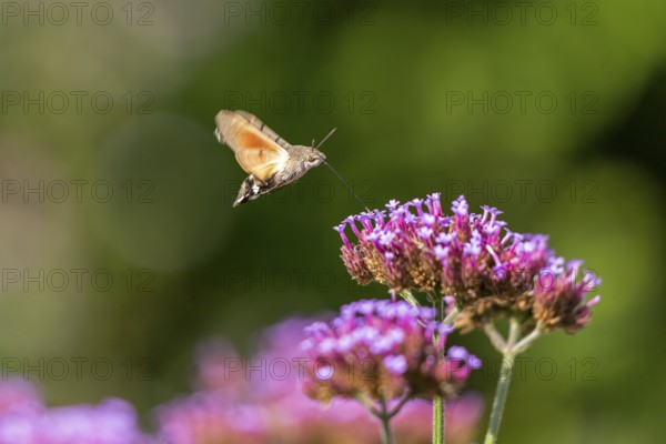 Butterfly, pigeon tail (Macroglossum stellatarum), also known as hummingbird butterfly or
