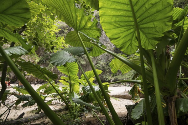 Sandy beach beach with cave in the rainforest, Emerald Cave, Koh Mook, Trang Province, Southern