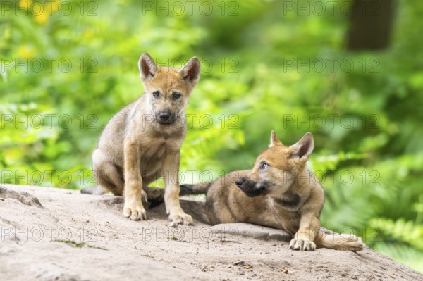 Eurasian wolf (Canis lupus lupus) cubs (youngster) on a little sand hill in the forest, Hesse,
