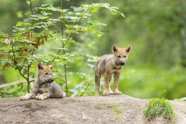 Eurasian wolf (Canis lupus lupus) cubs (youngster) on a little sand hill in the forest, Hesse,