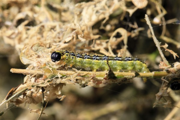 Box tree moth (Cydalima perspectalis), caterpillar, feeding on boxwood, clear feeding, Ellerstadt,