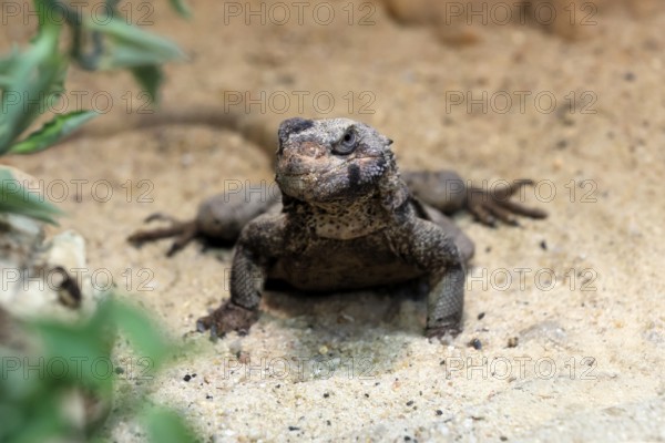 Chuckwalla (Common Chuckwalla ater), adult, on the ground, foraging, Southwest USA, North America,