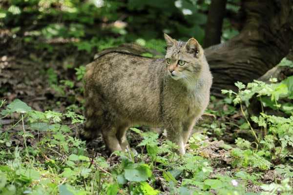 European wildcat (Felis silvestris), adult, in the forest, foraging, vigilant, Hesse, Germany,
