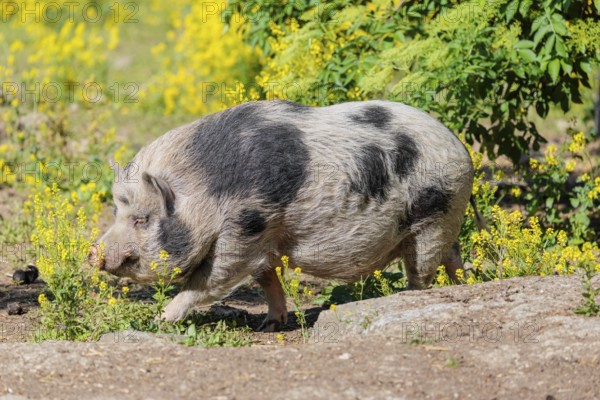 A Kunekune pig (sus scrofa domesticus), a domestic breed from New Zealand walks walks through a
