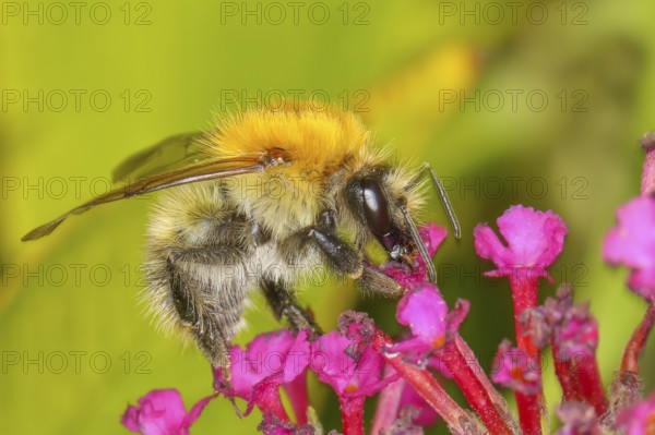 Field bumblebee (Bombus pascuorum), sucking nectar on summer lilac (Buddleja davidii), butterfly