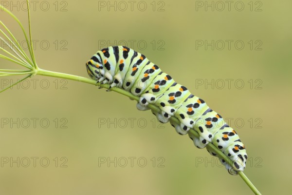 Swallowtail caterpillar (Papilio machaon), caterpillar sitting on Wild carrot (Daucus carota),