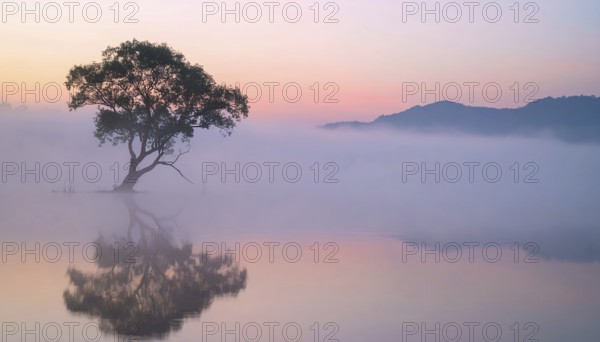 Lone single tree reflected in the still waters of a foggy lake at sunrise, AI generated