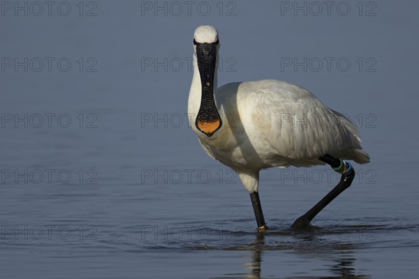Eurasian spoonbill (Platalea leucorodia) adult bird in a shallow lagoon, England, United Kingdom