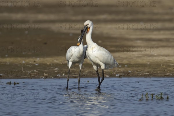 Eurasian spoonbill (Platalea leucorodia) two birds adult bird and juvenile bird begging for food in