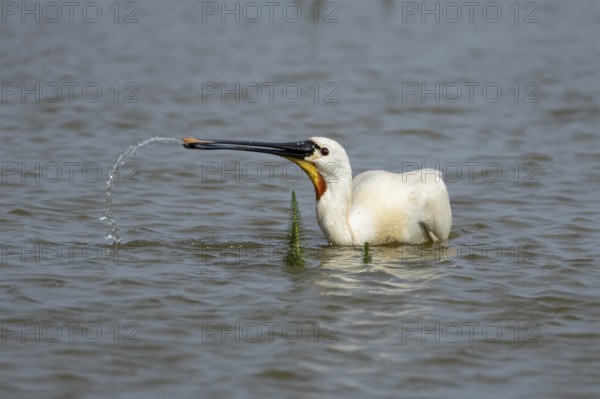 Eurasian spoonbill (Platalea leucorodia) adult bird feeding in a shallow lagoon, England, United