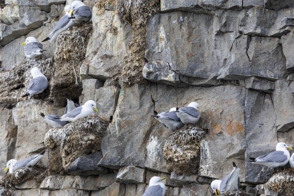 Group of kittiwakes (Rissa tridactyla) in a field wall, nesting sites, Mushamna, Spitsbergen,