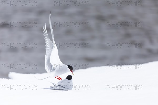 Arctic Arctic Tern (Sterna paradisaea), pair feeding, bridal gift, snow, Terns (Sterninae),