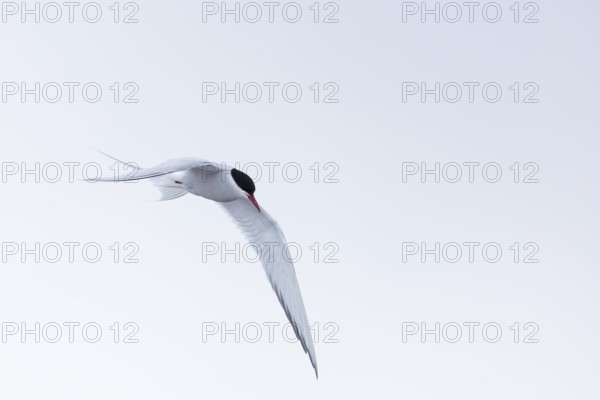 Arctic Arctic Tern (Sterna paradisaea) in a shaking flight to catch fish, Terns (Sterninae),