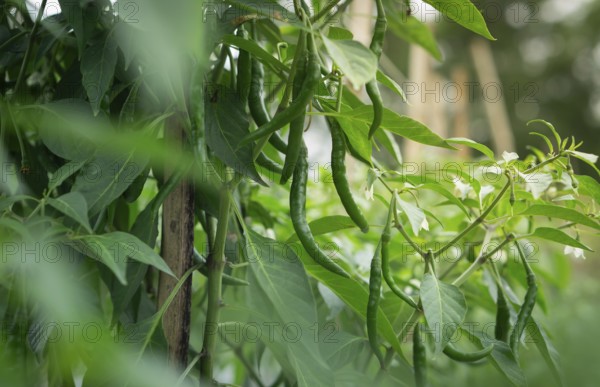 Chili plant with green peppers extending from lush leaves in outdoor environment, Sreepur, Gazipur,