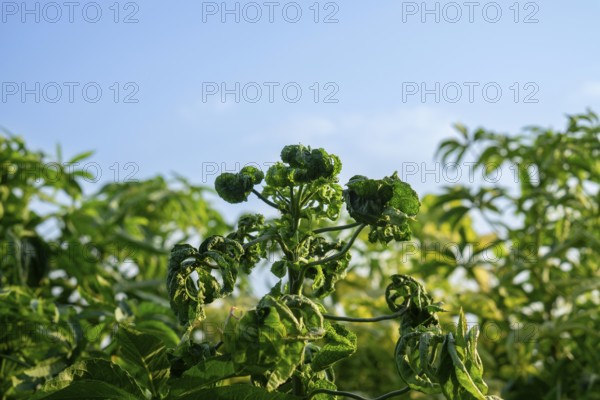 Jute tree plants with curled leaves under a clear blue sky in a sunny natural setting, Sreepur,