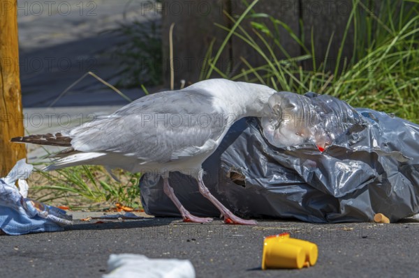 Bird nuisance by herring gull tearing up rubbish bag and feeding on trash, household refuse and