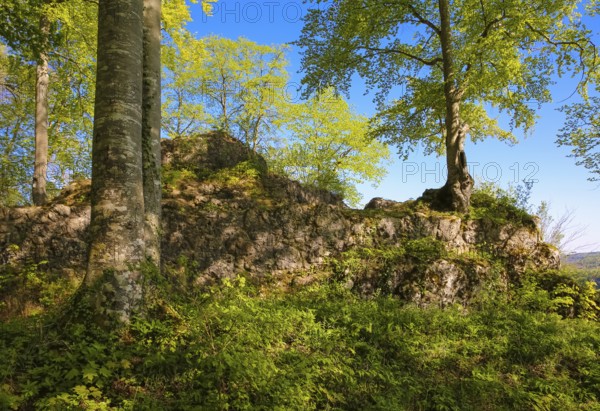Ruin of Alter Lichtenstein near Lichtenstein Castle, eaves of the Swabian Alb, trees, deciduous