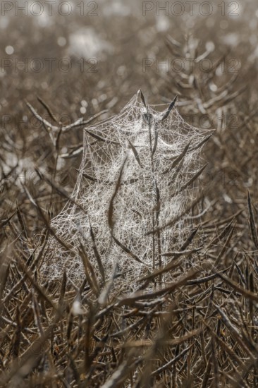 Spider webs with dewdrops on rape field in backlight, illuminated by morning sun, Liederbach,
