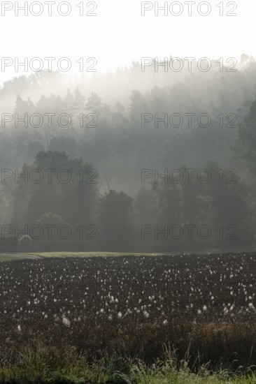 Spider webs with dewdrops on rape field in backlight, illuminated by sun through early morning fog