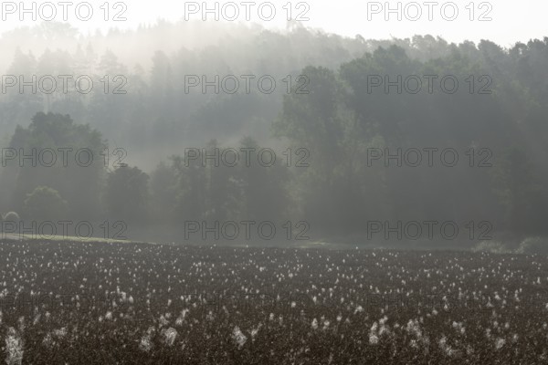 Spider webs with dewdrops on rape field in backlight, illuminated by sun through early morning fog