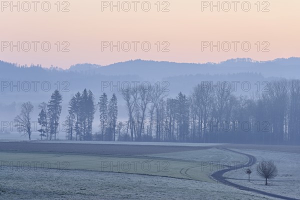 Meadows and trees in the early morning mist in the light of dawn, Reusstal, Aristau, Freiamt,