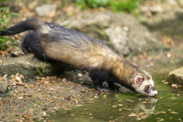 Ferret (Mustela putorius furo) on the edge of a little lake, Bavaria, Germany