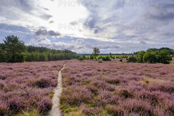 Ellerndorfer Heide, broom heather blossom, Südheide, Lüneburg Heath, near Eimke, Lower Saxony,