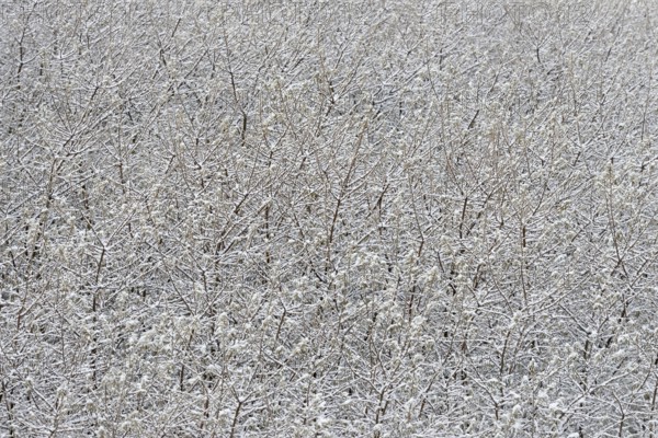 Winter day, onset of winter, snow lies on the bushes in the dune landscape of Norddeich, North Sea,