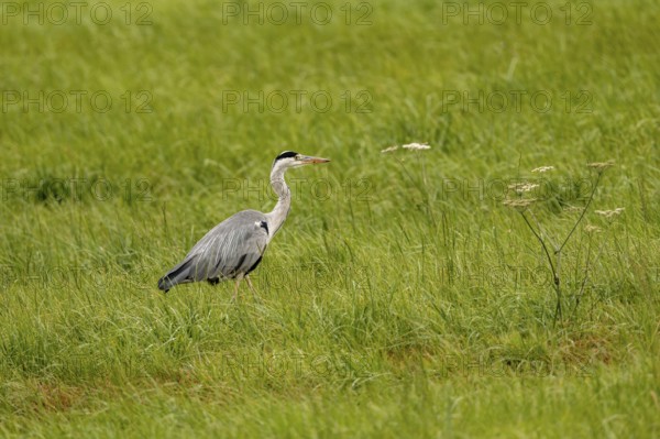 Grey heron (Ardea cinerea), Vulkaneifel, Rhineland-Palatinate, Germany
