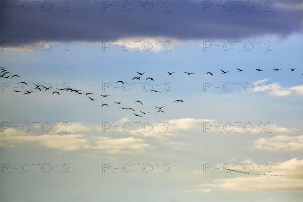Cranes flying, grey crane (Grus grus), bird migration, evening sky, Rehdener Geestmoor, Diepholzer