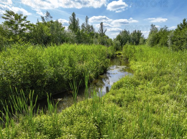 Bottrop, North Rhine-Westphalia, Germany - Renaturalised Boye, the tributary of the Emscher, was