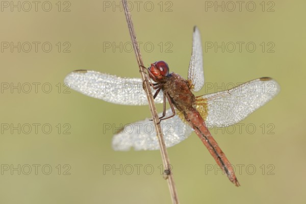 Scarlet Dragonfly (Crocothemis erythraea), male with dewdrops, North Rhine-Westphalia, Germany