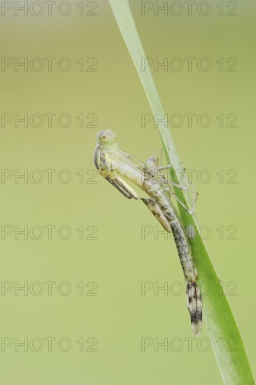 Willow Emerald Damselfly (Chalcolestes viridis) hatching, hatching, larva, dragonfly larva, North