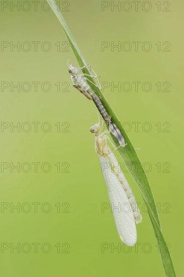 Willow Emerald Damselfly (Chalcolestes viridis) freshly hatched dragonfly and exuvia, North