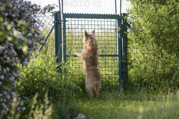 Small dog, Podengo Português, rough coat, standing at garden gate, Liederbach, Dillendorf,