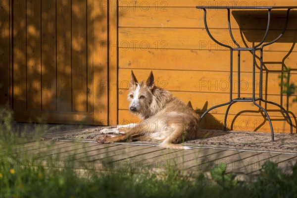 Podengo Português, rough coat, lying on wooden terrace in the sun, Liederbach, Dillendorf,