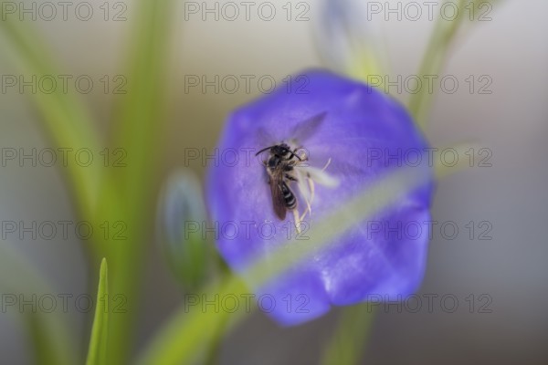 Toothed shining bee (Dufourea dentiventris), small wild bee sleeping in Peach-leaved bellflower