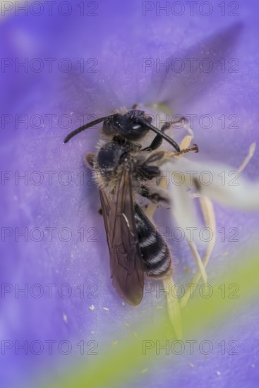 Toothed shining bee (Dufourea dentiventris), small wild bee sleeping in Peach-leaved bellflower