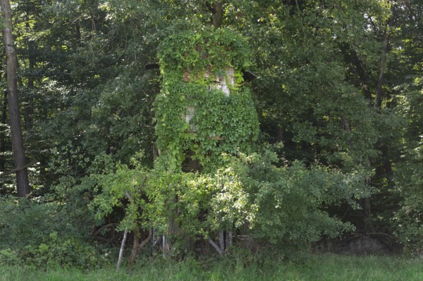 Wild Vine (Parthenocissus quinquefolia), also known as Virginia creeper, overgrows a raised hide at